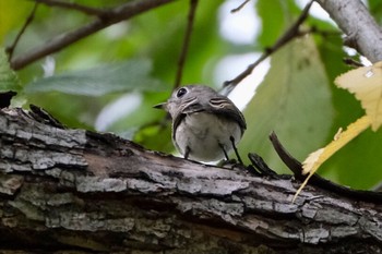 コサメビタキ 東京港野鳥公園 2020年10月3日(土)