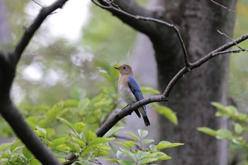 2020年10月10日(土) 大阪城公園の野鳥観察記録