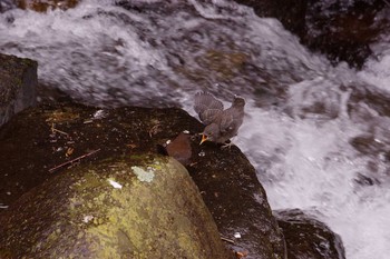 Brown Dipper Unknown Spots Sun, 4/10/2016