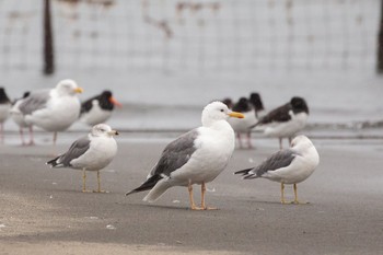 2020年10月10日(土) ふなばし三番瀬海浜公園の野鳥観察記録