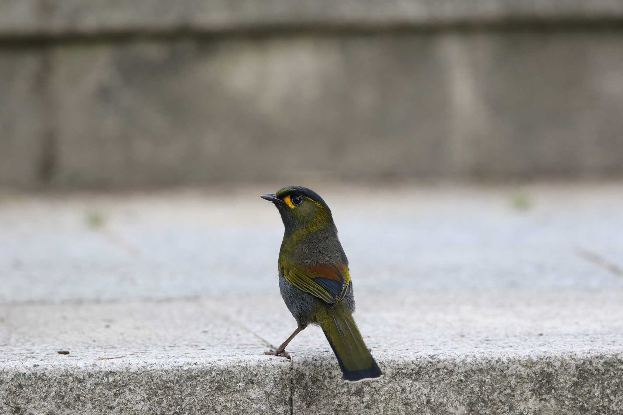 Photo of Steere's Liocichla at 阿里山国家森林遊楽区 by Trio