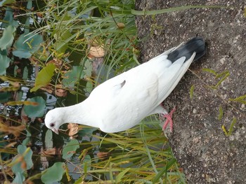 Rock Dove 蓮華寺池公園 Sat, 10/3/2020