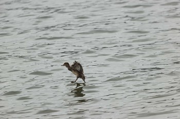 Eurasian Teal 甲子園浜(兵庫県西宮市) Sat, 10/10/2020