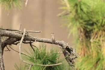 Asian Brown Flycatcher 甲子園浜(兵庫県西宮市) Sun, 10/11/2020