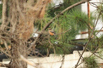 Bull-headed Shrike 甲子園浜(兵庫県西宮市) Sun, 10/11/2020