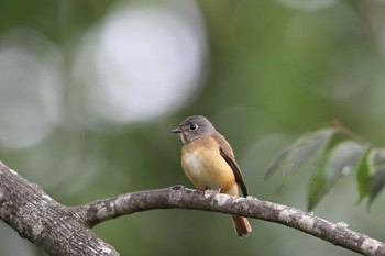 Ferruginous Flycatcher 阿里山国家森林遊楽区 Sun, 7/17/2016