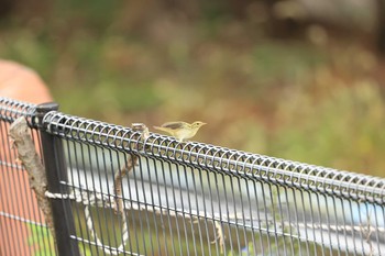 Japanese Leaf Warbler 甲子園浜(兵庫県西宮市) Sun, 10/11/2020