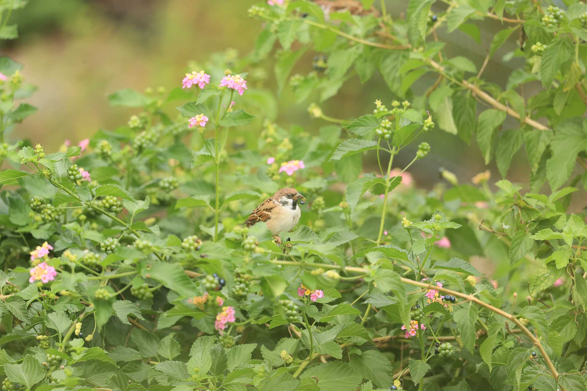 Photo of Eurasian Tree Sparrow at 甲子園浜(兵庫県西宮市) by yossan1969