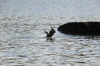 Great Cormorant 甲子園浜(兵庫県西宮市) Sun, 10/11/2020