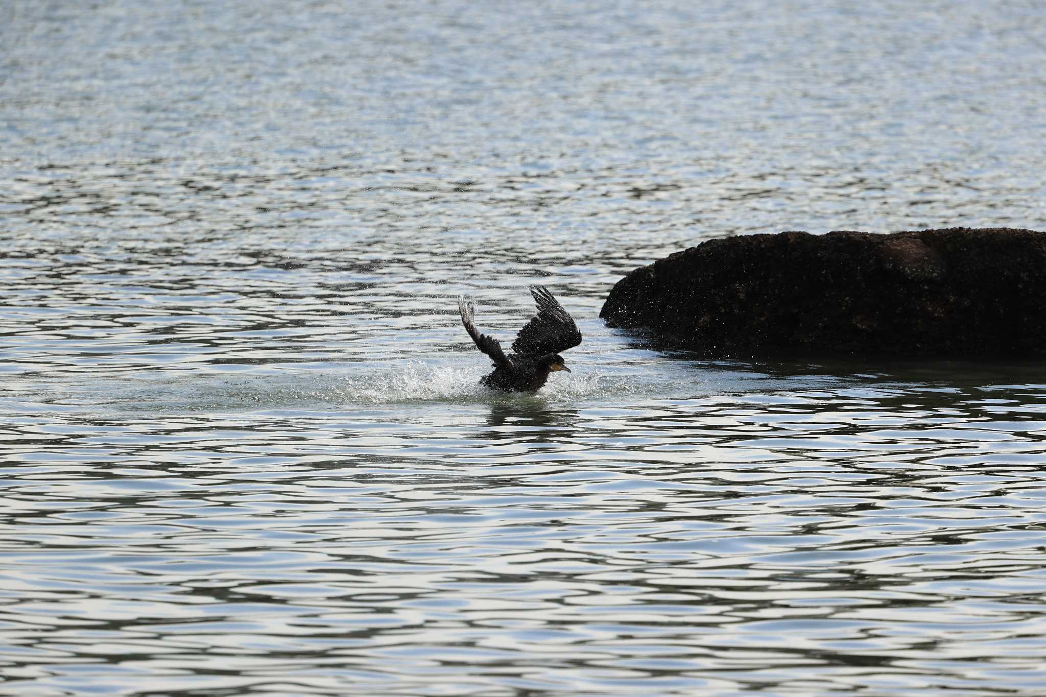 甲子園浜(兵庫県西宮市) カワウの写真 by yossan1969