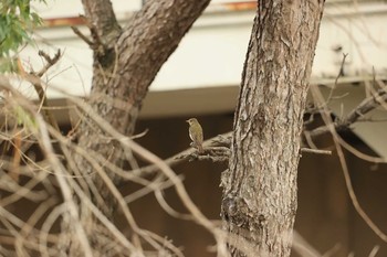 Narcissus Flycatcher 甲子園浜(兵庫県西宮市) Sun, 10/11/2020