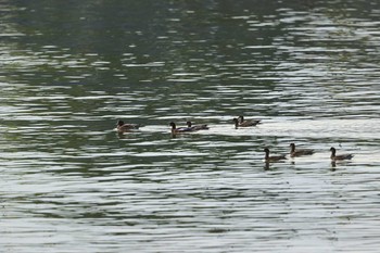 Eurasian Wigeon 甲子園浜(兵庫県西宮市) Sun, 10/11/2020