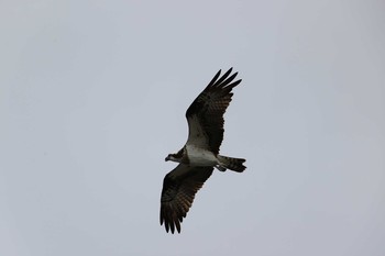 Osprey 甲子園浜(兵庫県西宮市) Sat, 10/10/2020