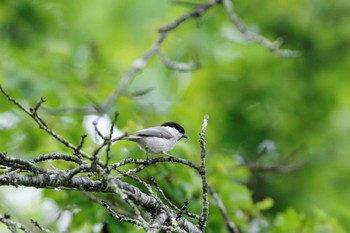 Willow Tit Unknown Spots Sat, 5/28/2016