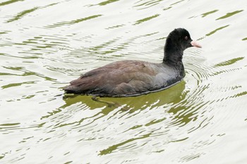 2020年10月11日(日) 三ツ池公園(横浜市鶴見区)の野鳥観察記録