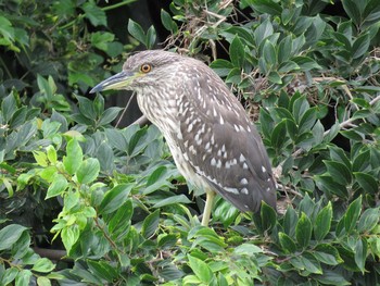 Black-crowned Night Heron 名古屋市瑞穂区 Fri, 7/22/2016