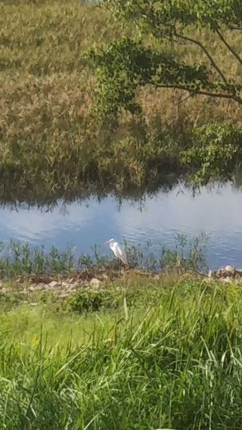 Great Egret Osaka Nanko Bird Sanctuary Sun, 10/11/2020