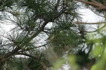 Japanese Leaf Warbler 甲子園浜(兵庫県西宮市) Sun, 10/11/2020