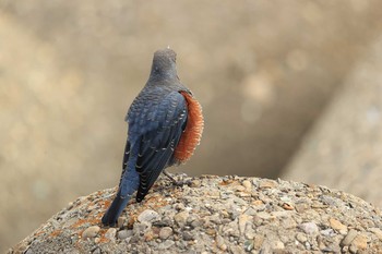 Blue Rock Thrush 甲子園浜(兵庫県西宮市) Sun, 10/11/2020