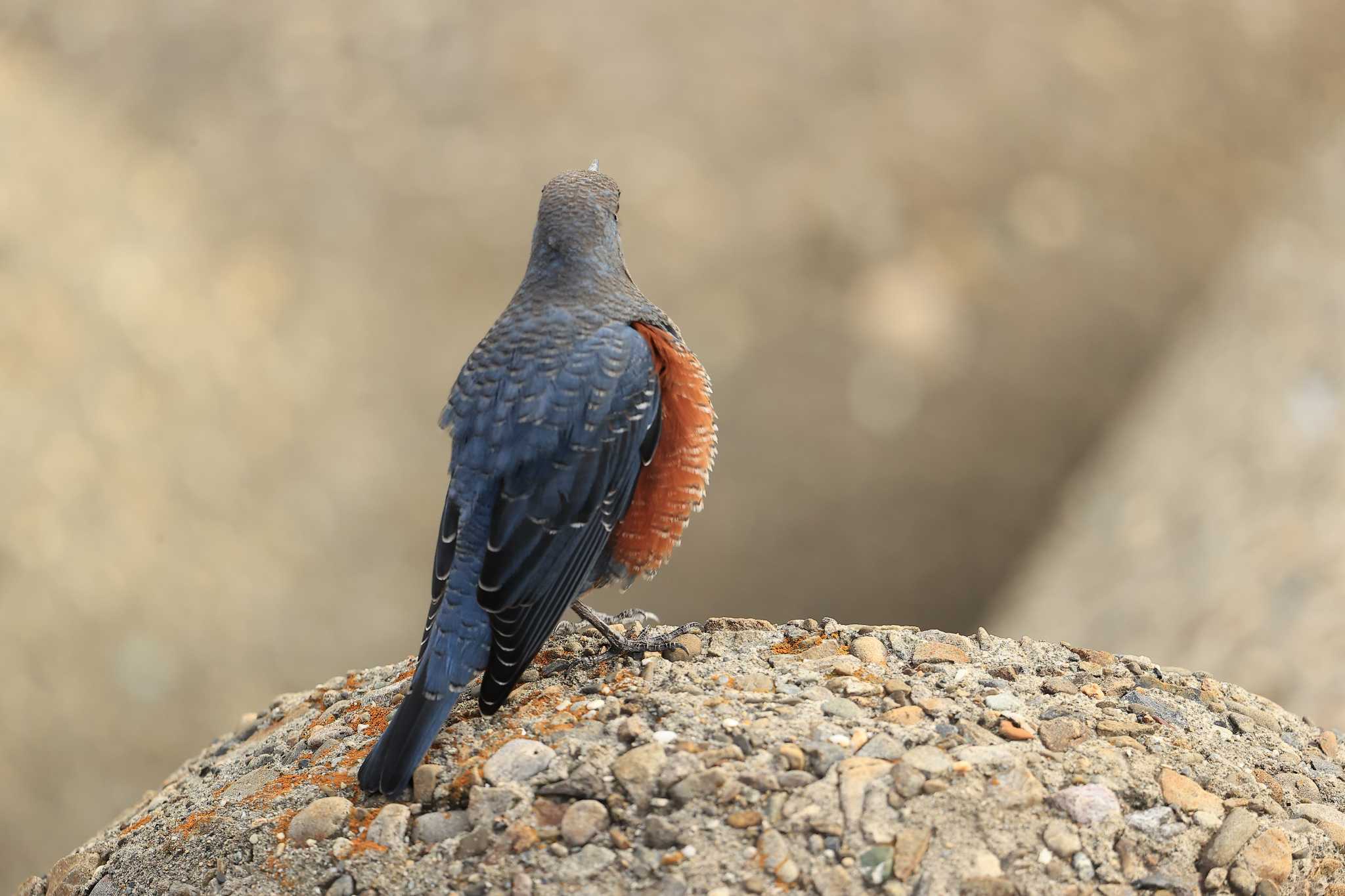 Photo of Blue Rock Thrush at 甲子園浜(兵庫県西宮市) by yossan1969