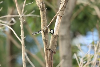 Japanese Tit 甲子園浜(兵庫県西宮市) Sun, 10/11/2020