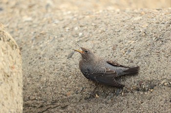 Blue Rock Thrush 甲子園浜(兵庫県西宮市) Sun, 10/11/2020