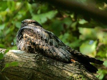 Grey Nightjar 彩の国 Wed, 10/7/2020