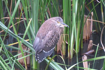 Black-crowned Night Heron 金井遊水地(金井遊水池) Sat, 7/23/2016