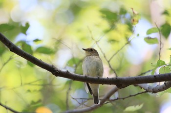 Narcissus Flycatcher 祖父江ワイルドネイチャー緑地 Sun, 10/11/2020