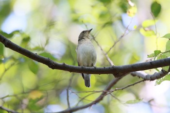 Narcissus Flycatcher 祖父江ワイルドネイチャー緑地 Sun, 10/11/2020