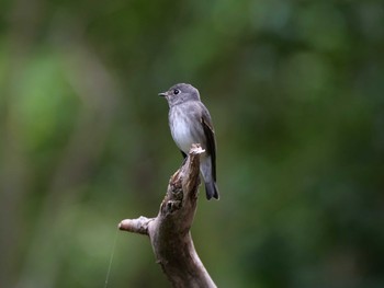 2020年10月10日(土) 金ヶ崎公園(明石市)の野鳥観察記録