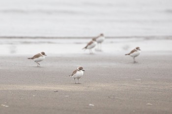 シロチドリ ふなばし三番瀬海浜公園 2020年10月10日(土)