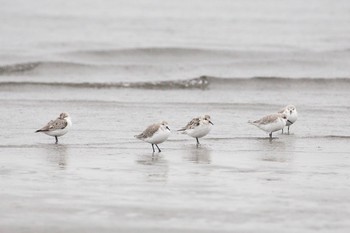 ミユビシギ ふなばし三番瀬海浜公園 2020年10月10日(土)