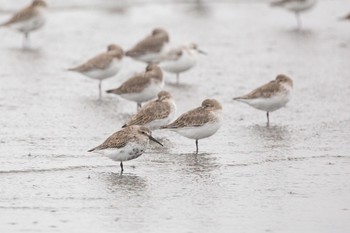 ハマシギ ふなばし三番瀬海浜公園 2020年10月10日(土)