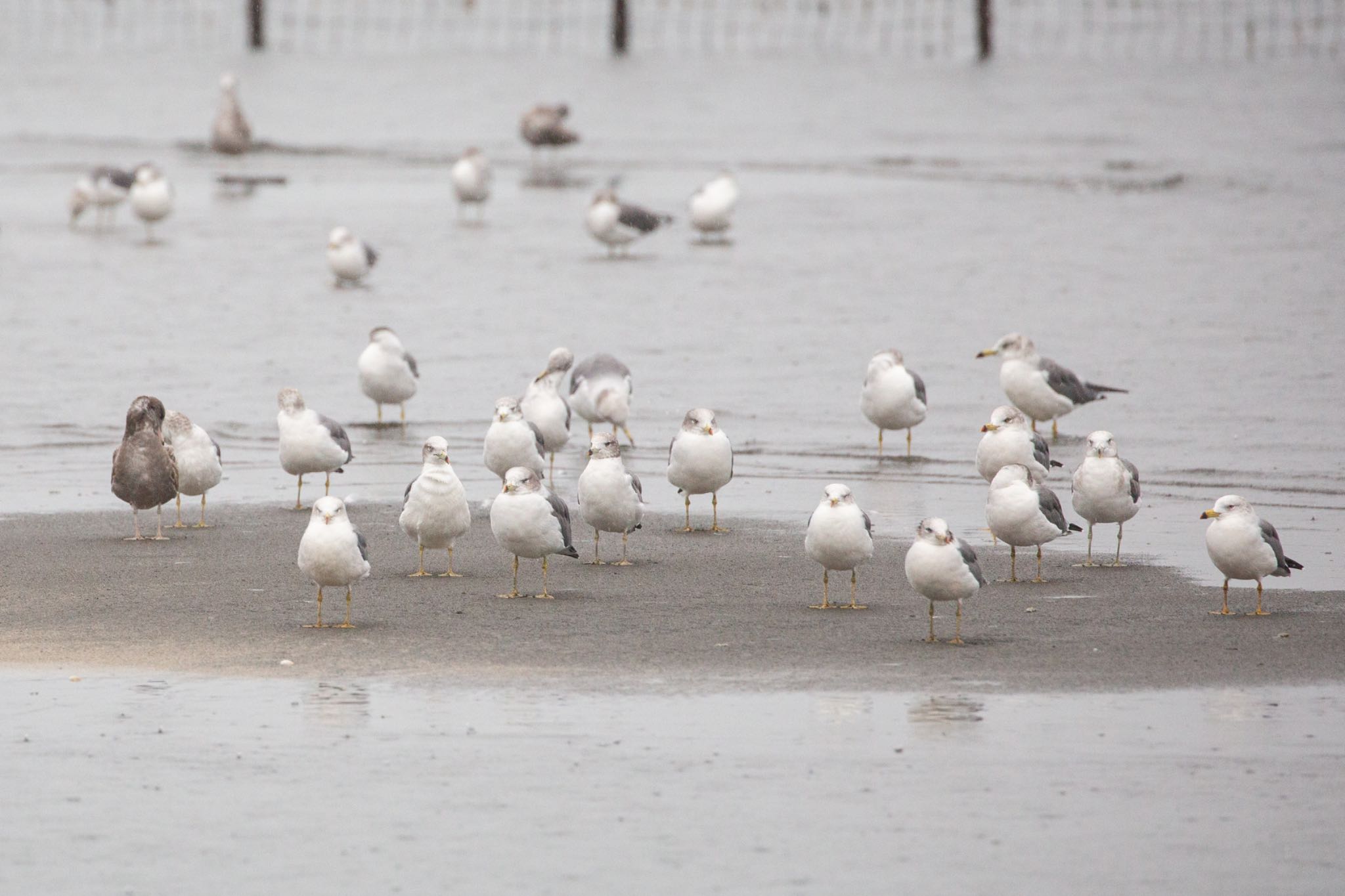 ふなばし三番瀬海浜公園 ウミネコの写真 by Leaf