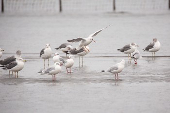 ユリカモメ ふなばし三番瀬海浜公園 2020年10月10日(土)