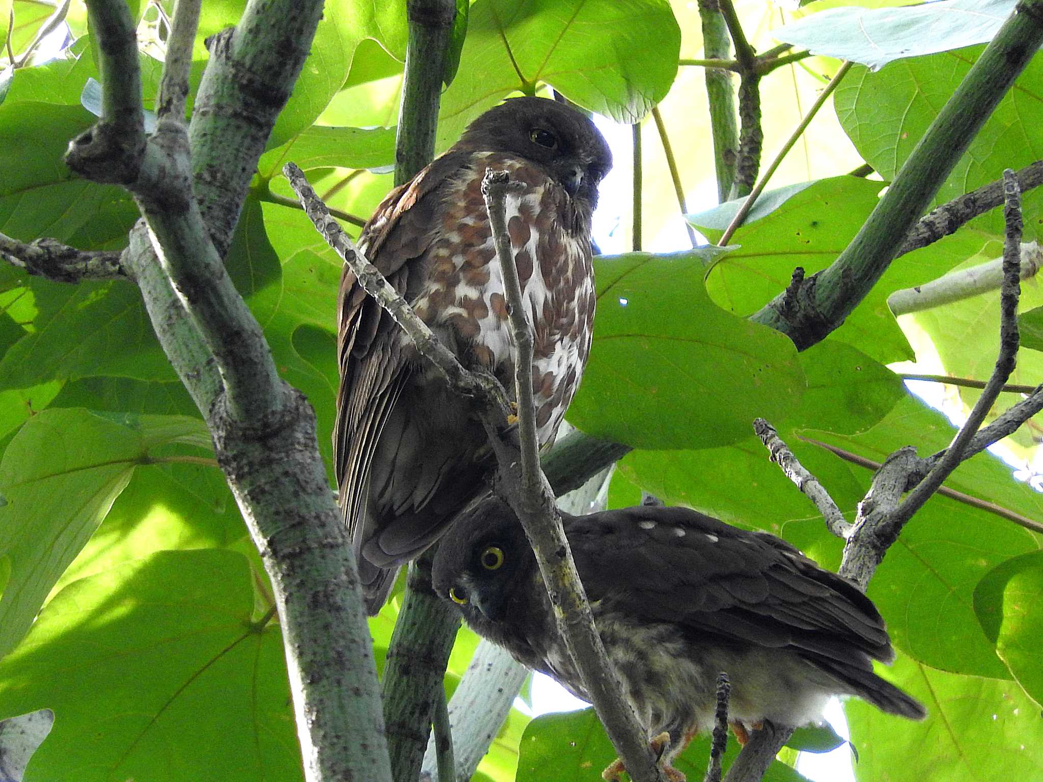 三重県 アオバズクの写真