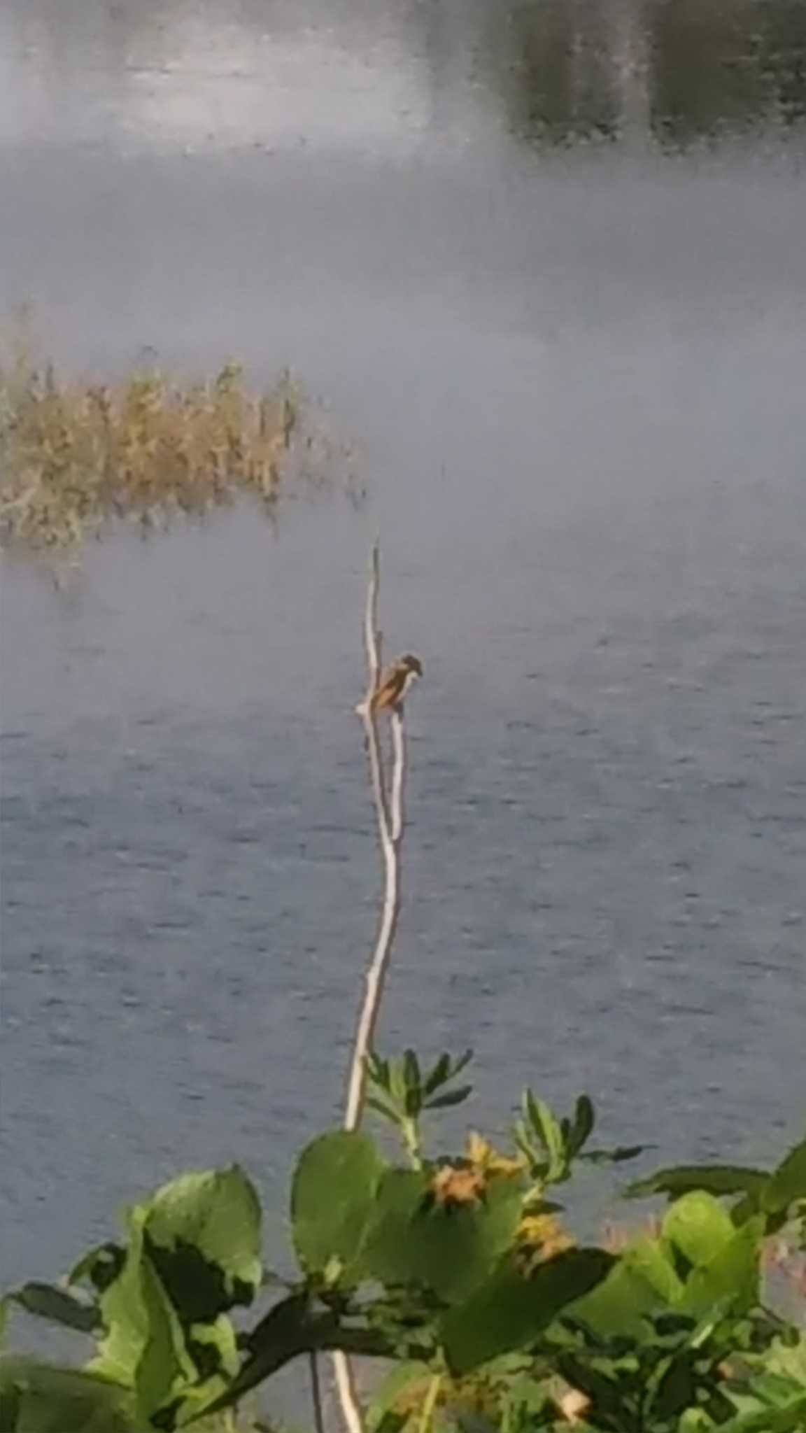 Photo of Bull-headed Shrike at Osaka Nanko Bird Sanctuary by imoya