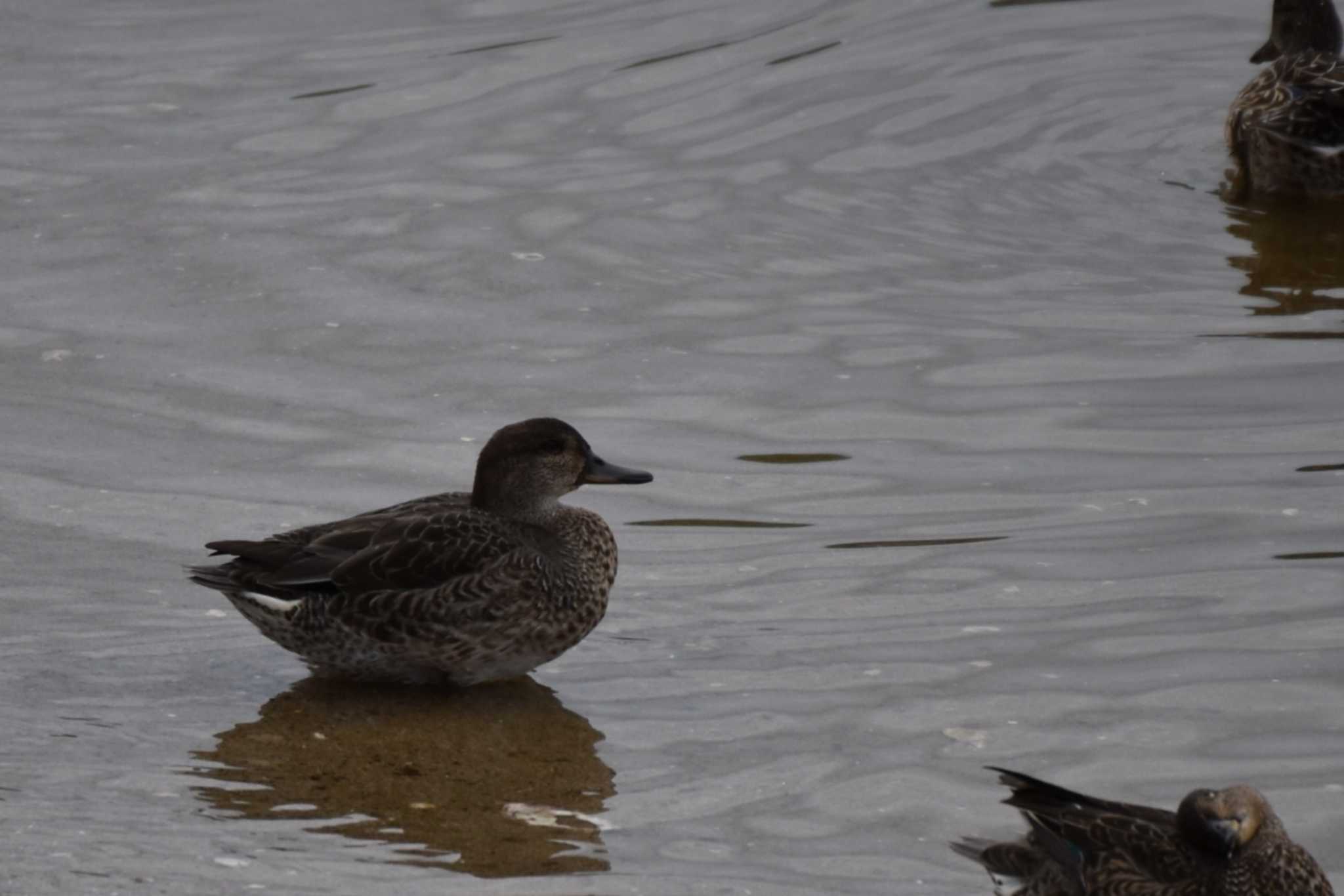 Photo of Falcated Duck at 甲子園浜(兵庫県西宮市) by 五色鳥