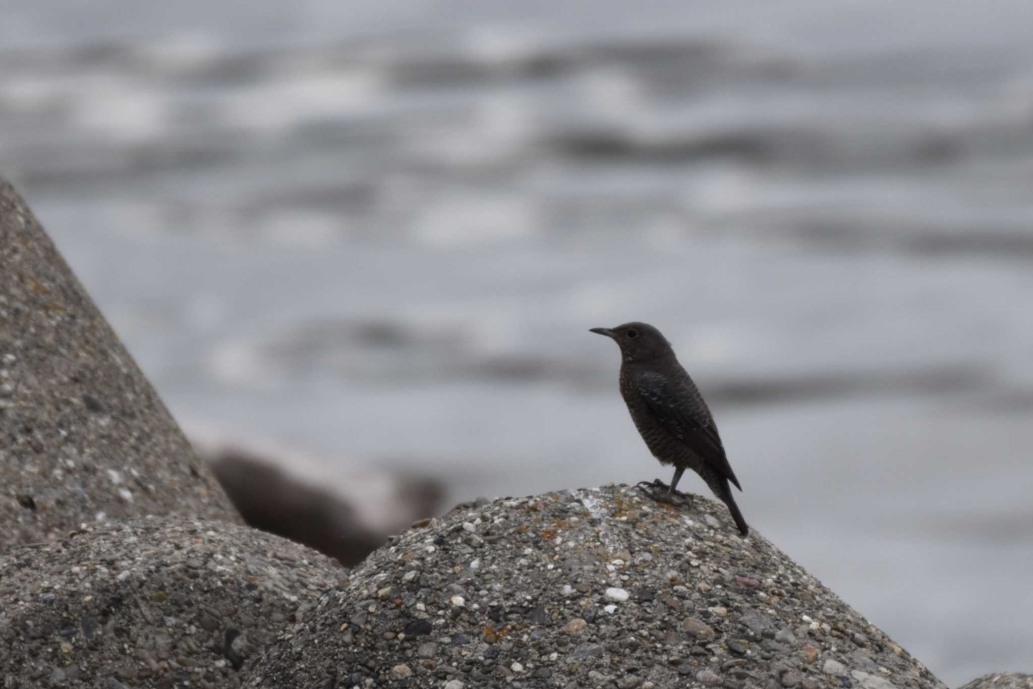 Blue Rock Thrush