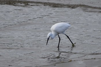 コサギ 甲子園浜(兵庫県西宮市) 2020年10月11日(日)