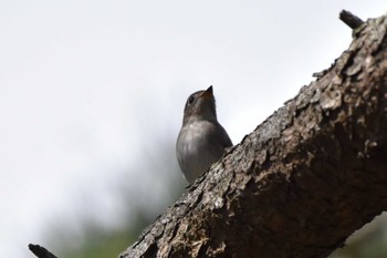 Sun, 10/11/2020 Birding report at 香櫨園浜