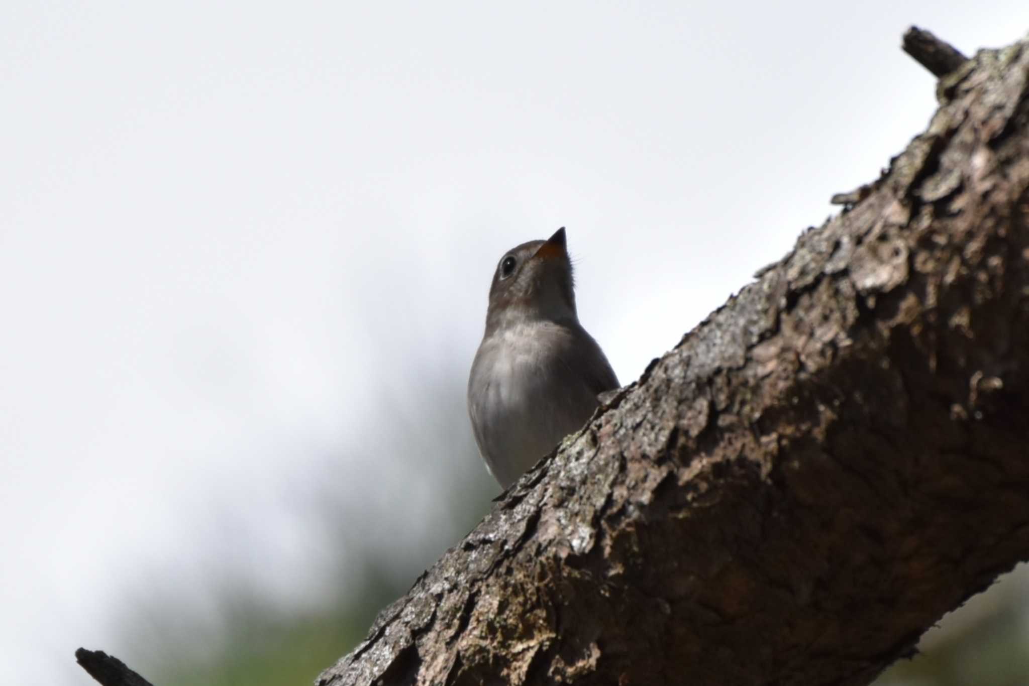 Asian Brown Flycatcher