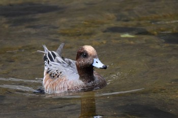 Eurasian Wigeon 香櫨園浜 Sun, 10/11/2020