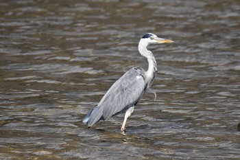 Grey Heron 香櫨園浜 Sun, 10/11/2020