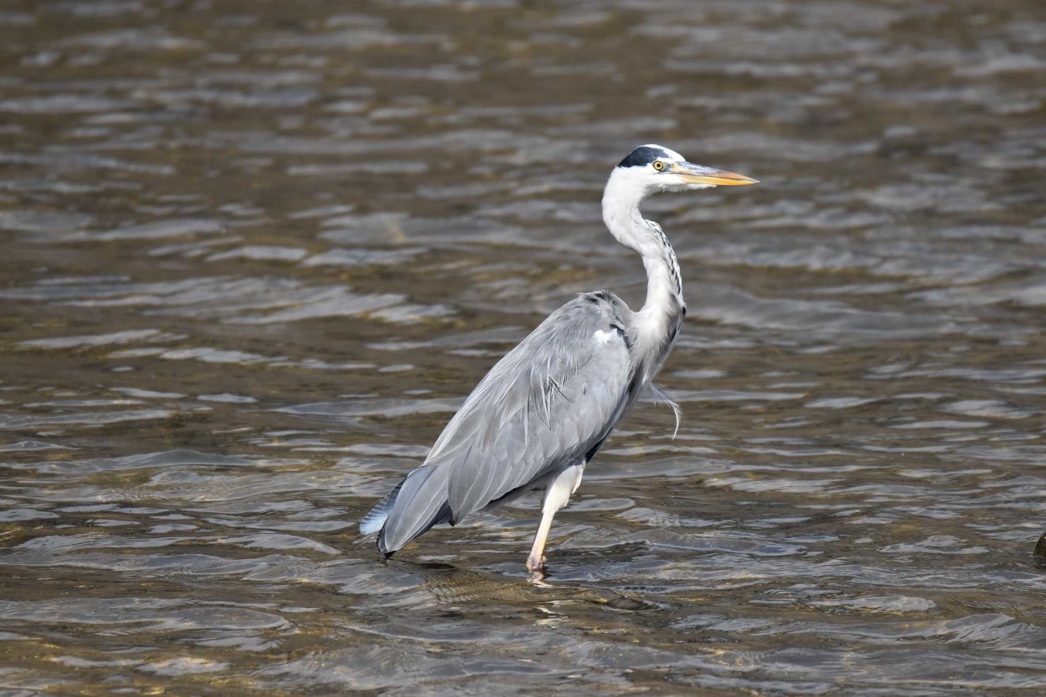 Grey Heron