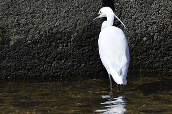 Little Egret 香櫨園浜 Sun, 10/11/2020