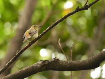 キビタキ 東京港野鳥公園 2020年10月11日(日)