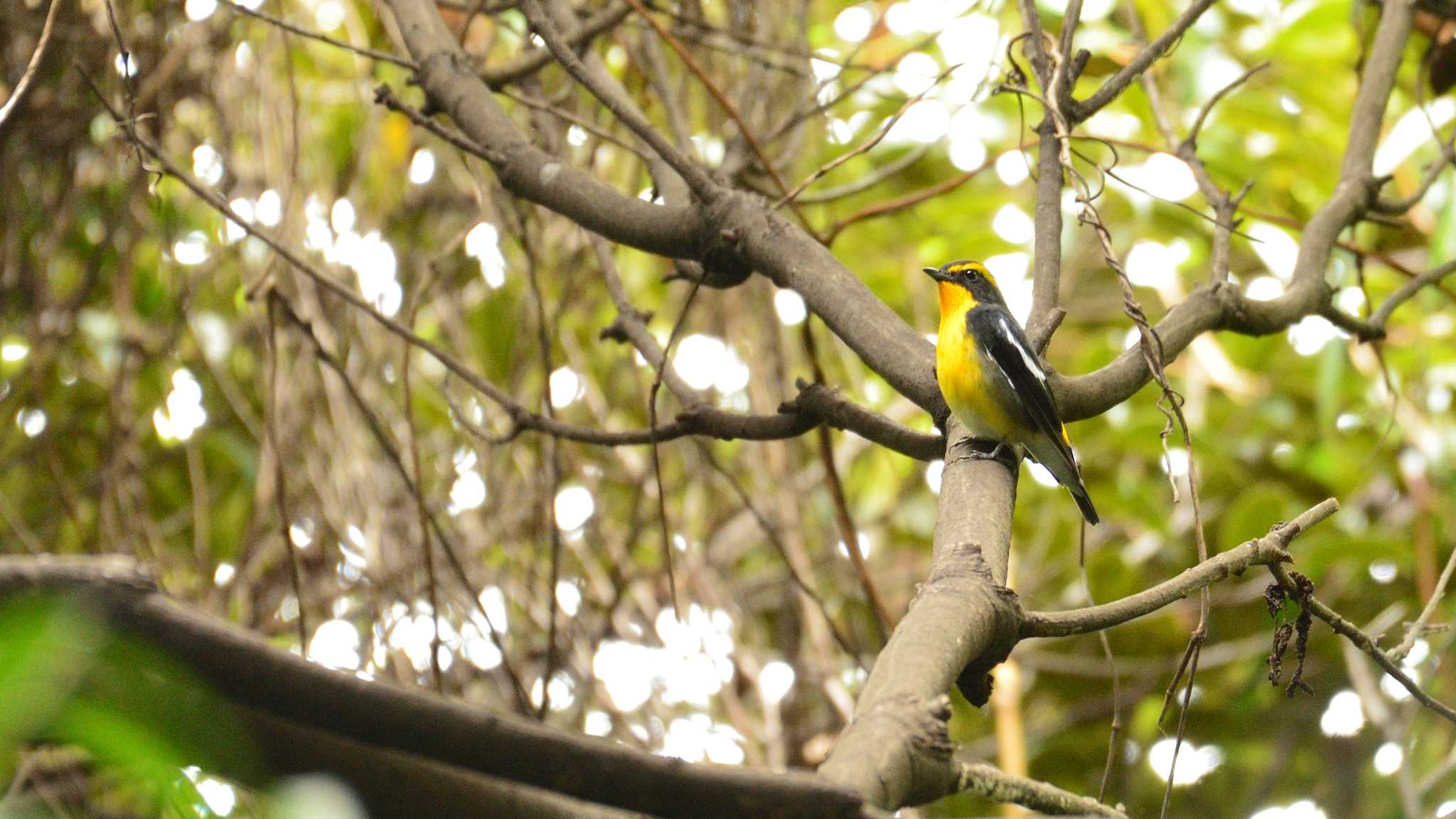 Narcissus Flycatcher