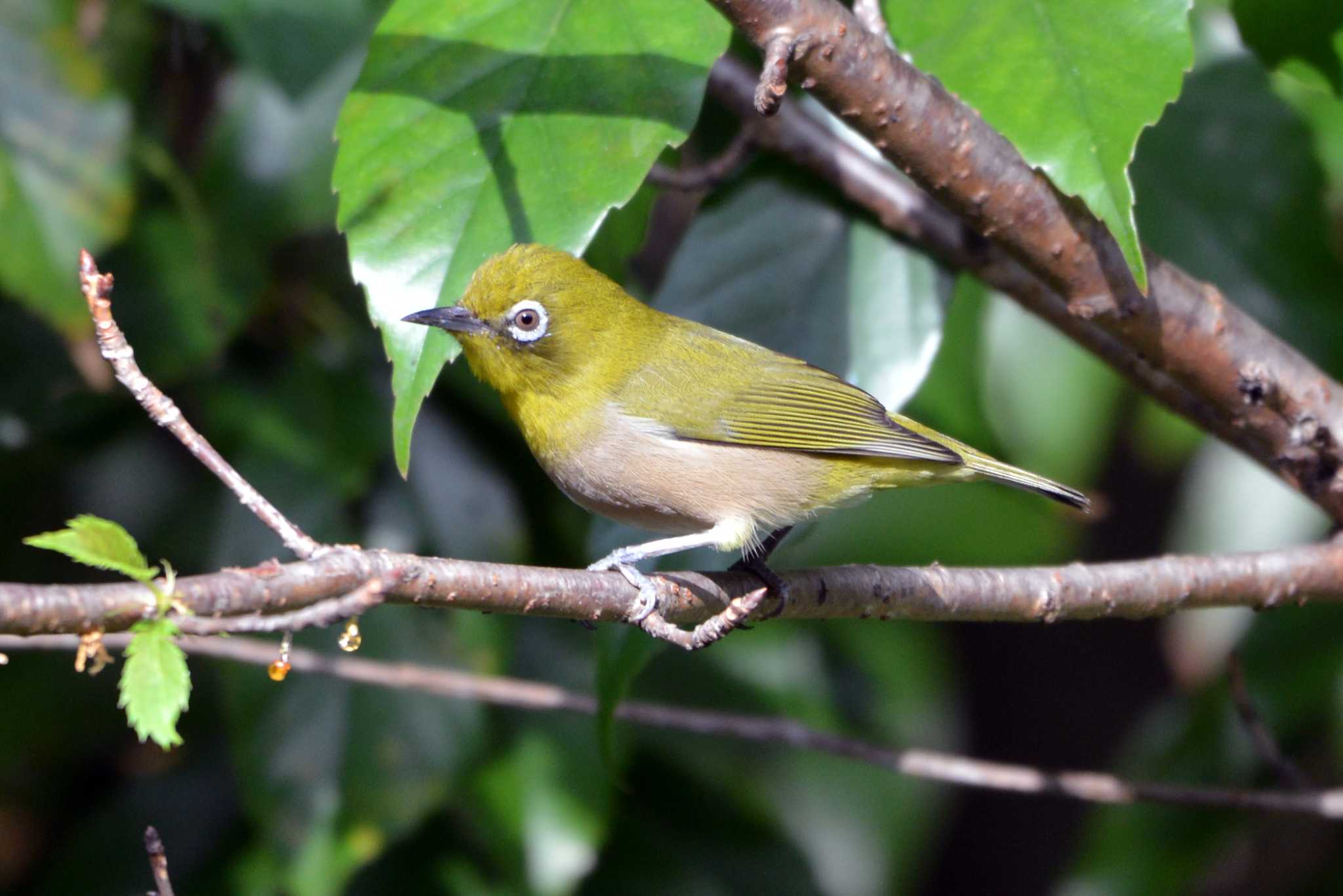 Warbling White-eye